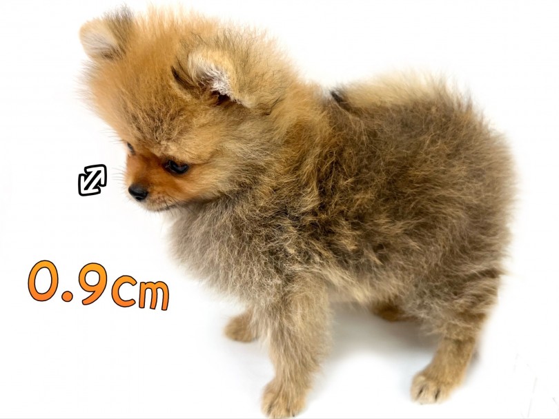 マズルの長さは0.9cm かなりのタヌキ顔 | ポメラニアン （119335） - 梅島店