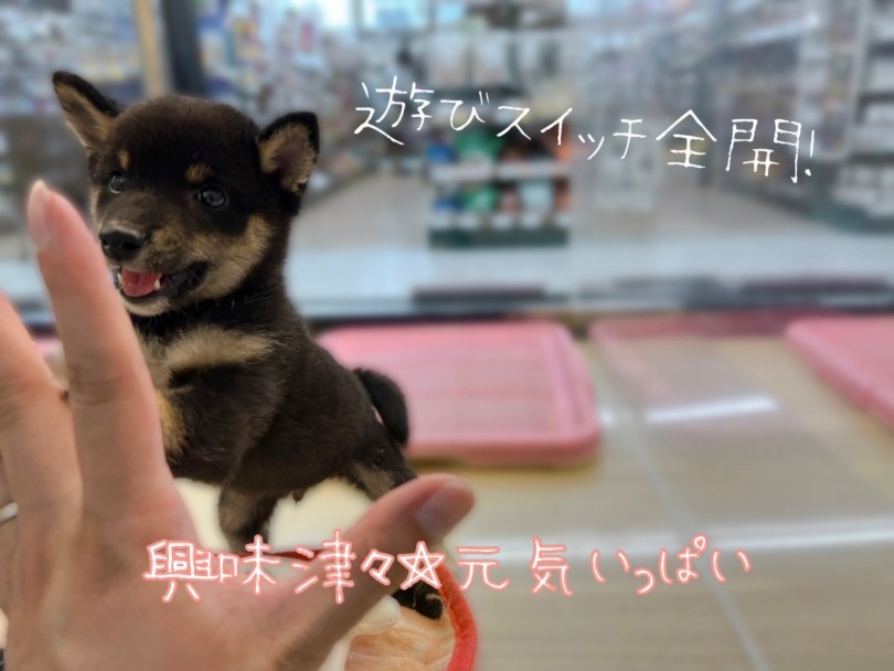 人懐こく♡甘えん坊♡元気いっぱい | 豆柴 （119329） - 梅島店