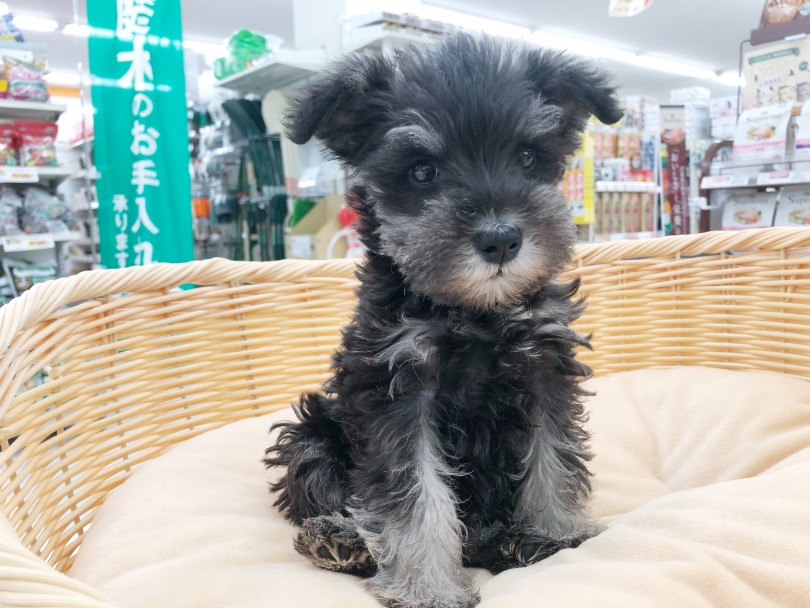 ベッドでちょこん♪可愛すぎです！ | ミニチュア・シュナウザー （512807） - 本羽田店