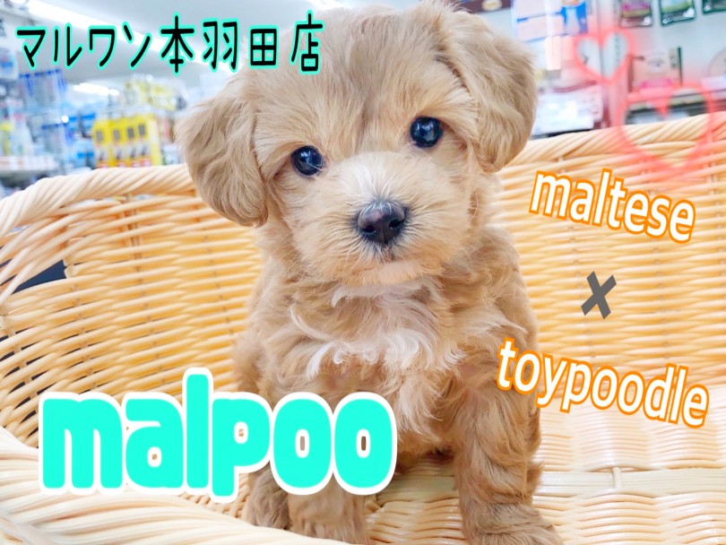 【 MIX 】最強マルプー登場！超絶バランスの配色＆可愛い縫いぐるみ顔は必見！