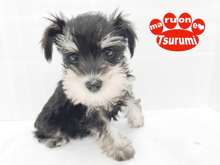 頭脳明晰と言われるシュナウザーは犬界のアインシュタイン！ | ミニチュア・シュナウザー （713875） - 横浜 鶴見店