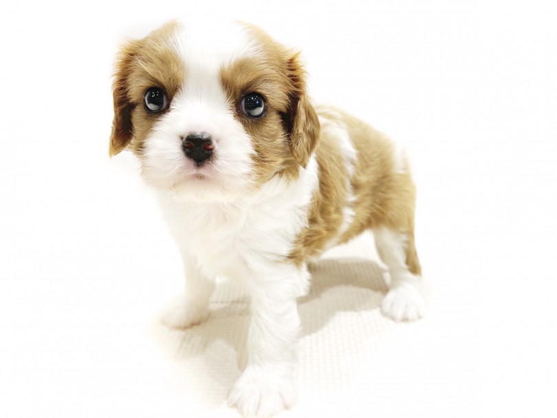 子犬らしいフォルムが可愛い癒し感満載のルックス | キャバリア・キングチャールズ・スパニエル （11900） - 横浜 白楽店