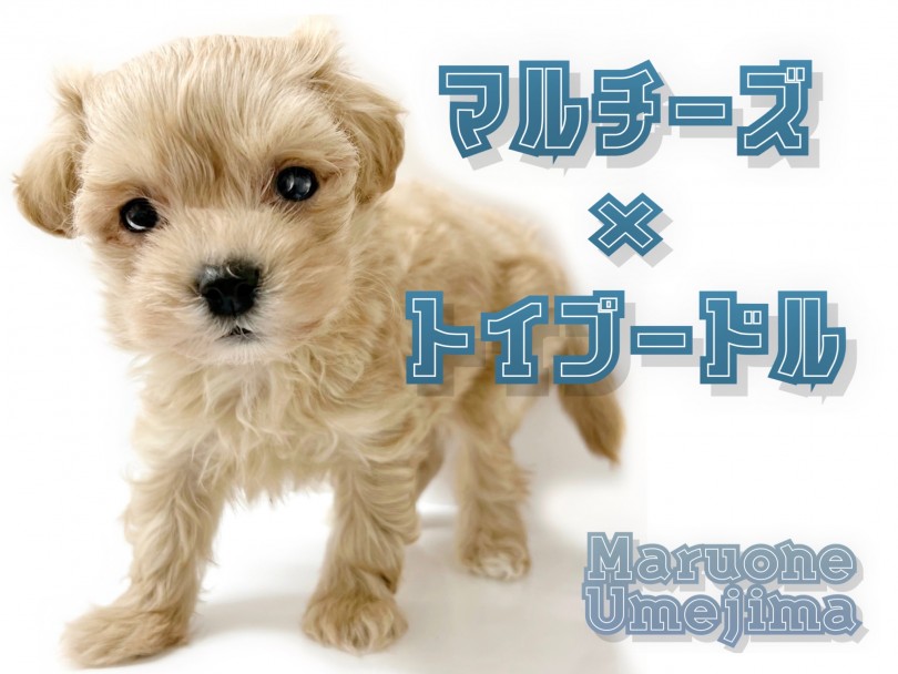 【 MIX 】マイペースのおっとりさん！大人気のマルプーが登場！