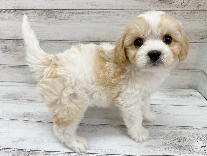ぽてぽてとした丸っこいフォルムもかわいいポイント | MIX犬 キャバション (116703) - 下丸子店