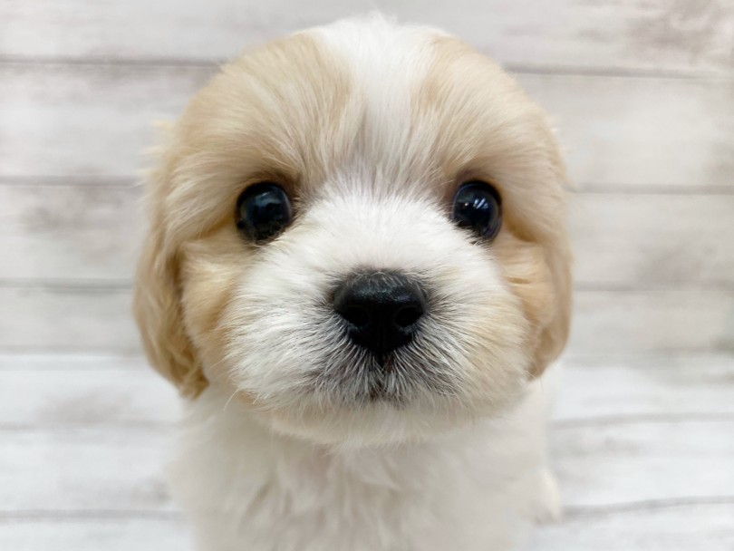 キャバリアとビションフリーゼの被毛がナイスマッチ! | MIX犬 キャバション (116703) - 下丸子店