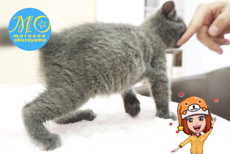 ポンポコリンのお腹は健康優良児の証！ | ブリテッシュショートヘア （6131164） - 横浜 大倉山店