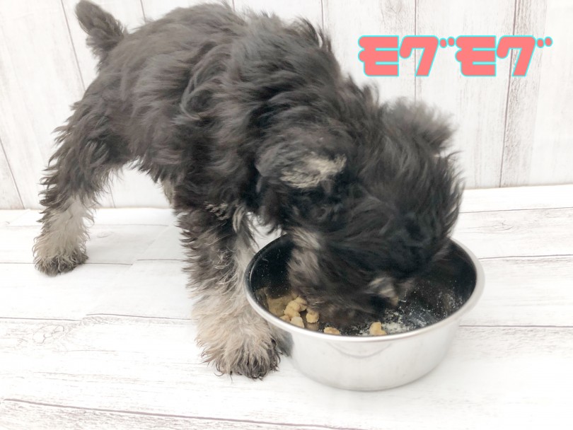 食べるの大好き・寝るのも大好き・ご飯タイムは一瞬です！ | ミニチュア・シュナウザー （512807） - 本羽田店