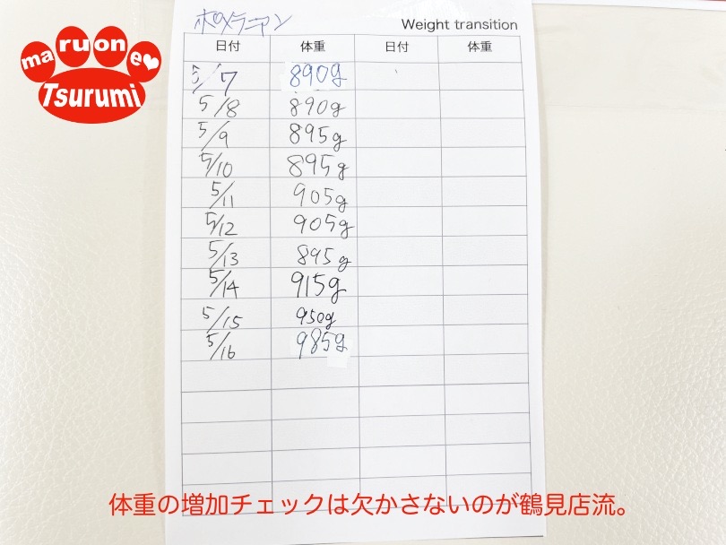 成犬時の予想体重は「3.0〜4.0kg前後」 | ポメラニアン （713876） - 横浜 鶴見店