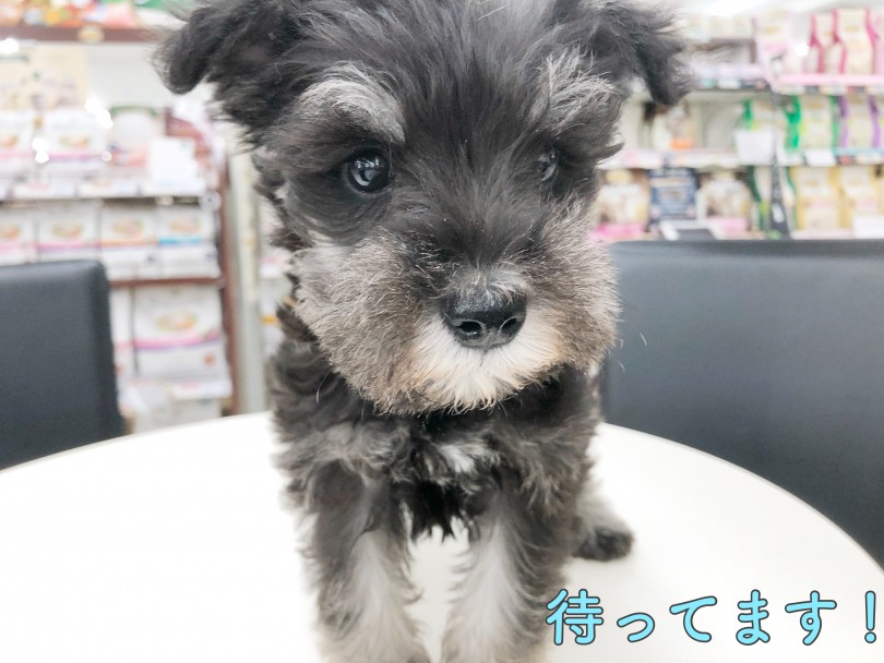 生涯のパートナーにふさわしい一押しのワンちゃんです。 | ミニチュア・シュナウザー （512807） - 本羽田店