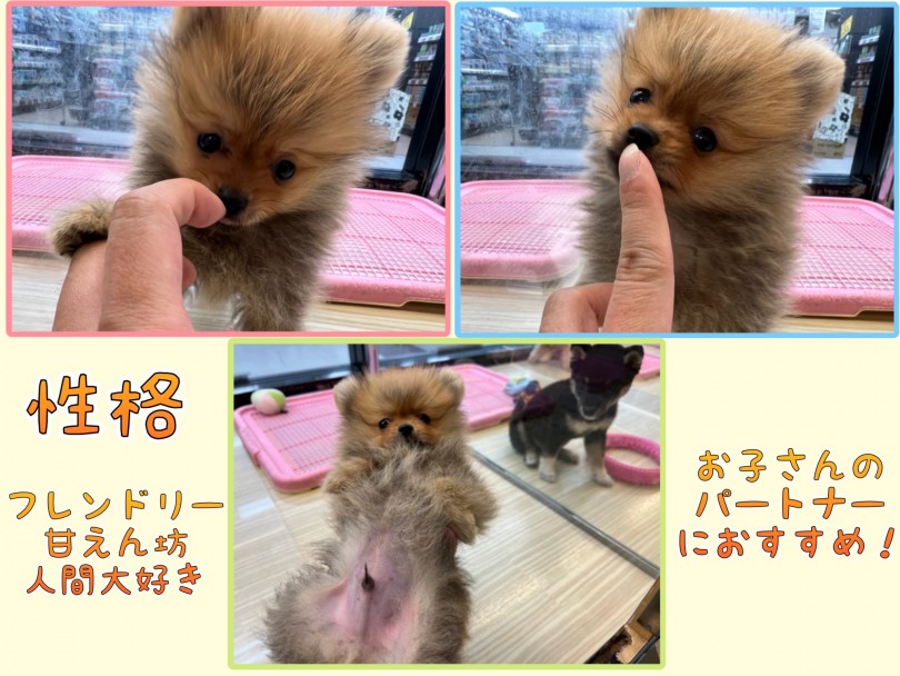 フレンドリーで甘えんぼうな性格 | ポメラニアン （119335） - 梅島店