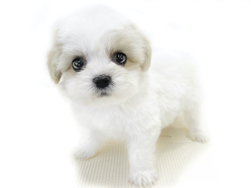 両親のいいとこ取り！抜群のルックス！ | MIX犬 キャバション （814748） - 大和 相模大塚店