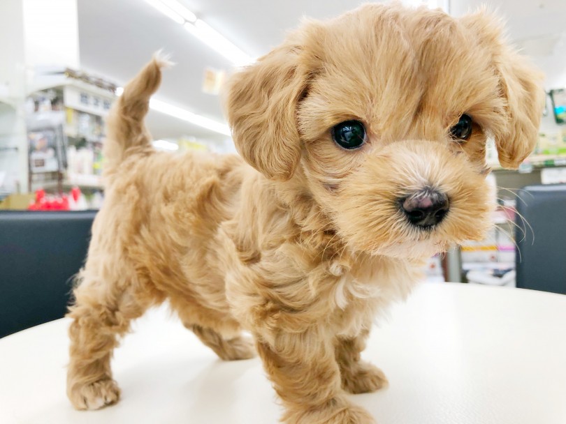 動くぬいぐるみ？！かのような愛らしさに癒されます♡ | MIX犬 マルプー （512810） - 本羽田店