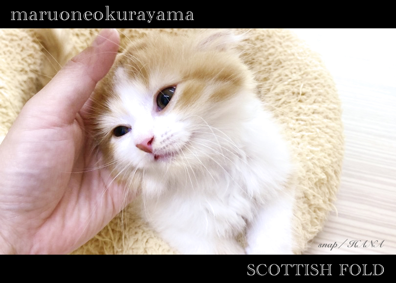 ちょっと笑っているかのような口元が最高に可愛いです！ | スコティッシュフォールド （6131170） - 横浜 大倉山店