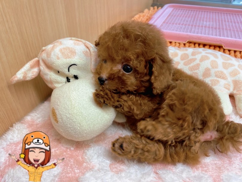 実際のトイ・プードルちゃんを見て♪抱っこしてみてください | トイ・プードル （6131168） - 横浜 大倉山店