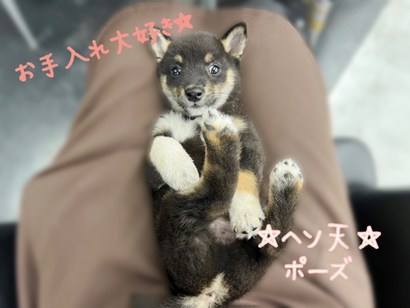 へそ天でブラッシング待ち♡ | 豆柴 （119329） - 梅島店