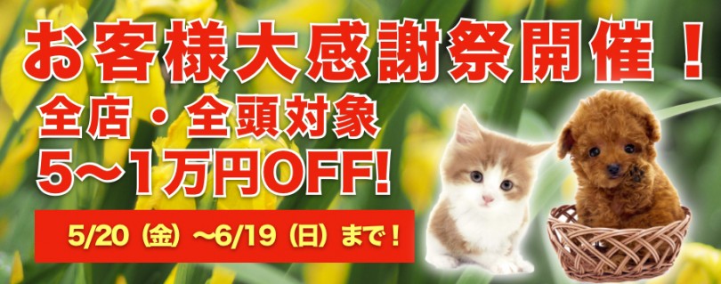 【 お客様大感謝祭開催 】アウトドア派もインドア派もわんにゃん生活の大チャンス！