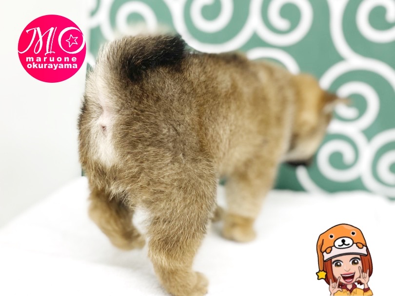 立ち姿でお尻丸出し | 柴犬 （6131166） - 横浜 大倉山店