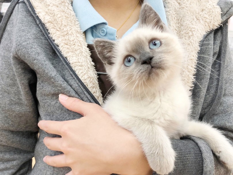 人が大好きな甘えん坊全開の子猫ちゃん | ブリティッシュショートヘア （116694） - 下丸子店