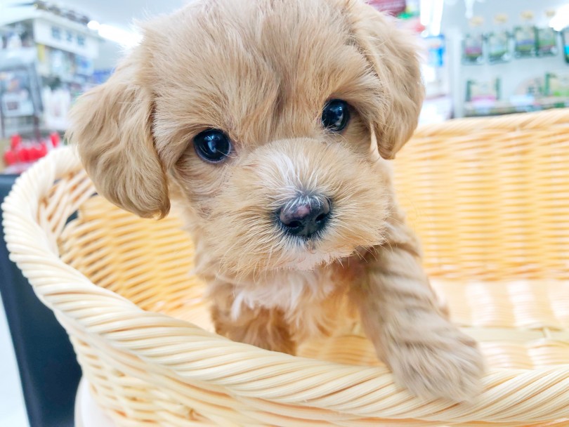 抜け毛の心配不要☆洋服に抜け毛がつかないんです！ | MIX犬 マルプー （512810） - 本羽田店