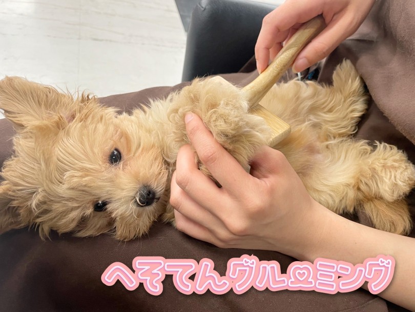 お手入れも大得意 | MIX犬 マルプー （119330） - 梅島店