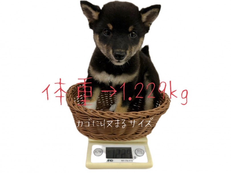 可愛らしい小さめサイズ | 豆柴 （119329） - 梅島店