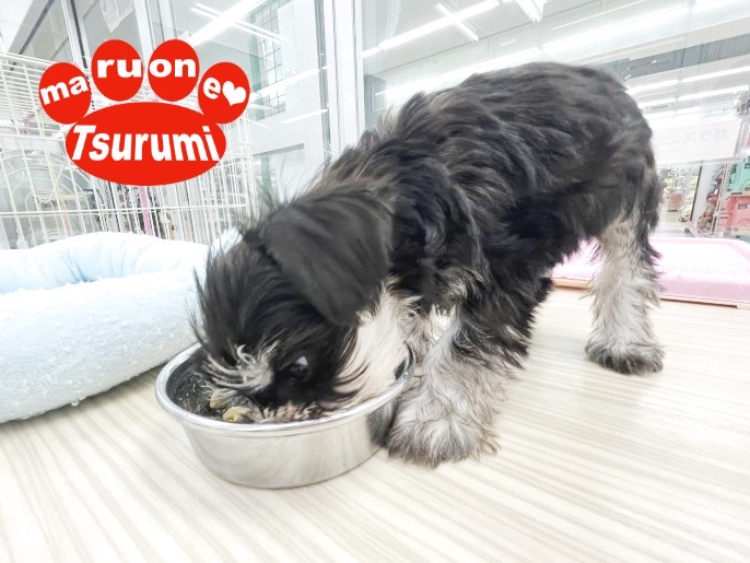 食欲旺盛で子犬らしさ抜群！ | ミニチュア・シュナウザー （713875） - 横浜 鶴見店