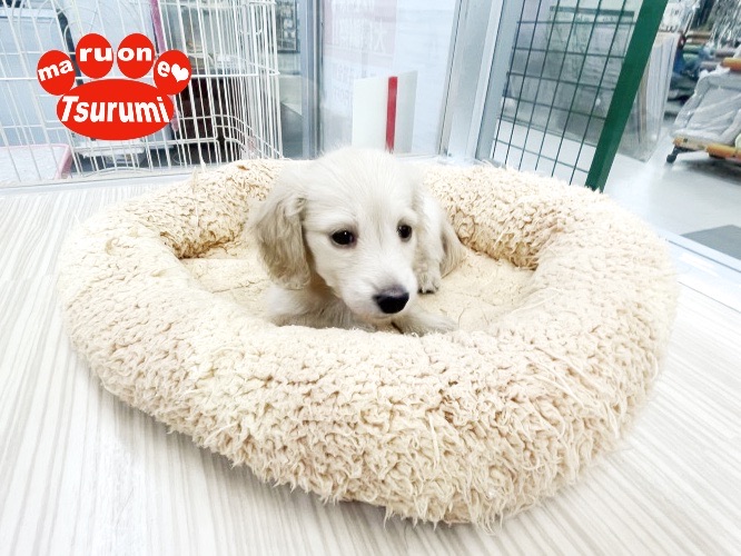 ダックスフンドの中で最も小さいサイズの犬種 | カニンヘン・ダックスフント （713880） - 横浜 鶴見店