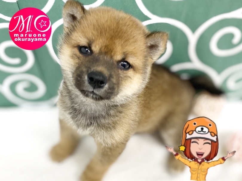 柴犬が多く集まるお店へ！！ | 柴犬 （6131166） - 横浜 大倉山店