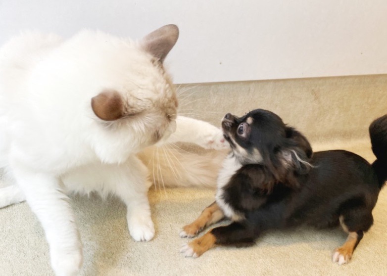 猫ちゃんと遊んでみよう！ | チワワ （11881） - 横浜 白楽店
