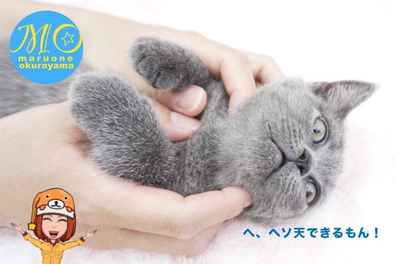 クールに見えてめちゃくちゃ甘ったれさん | ブリテッシュショートヘア （6131164） - 横浜 大倉山店