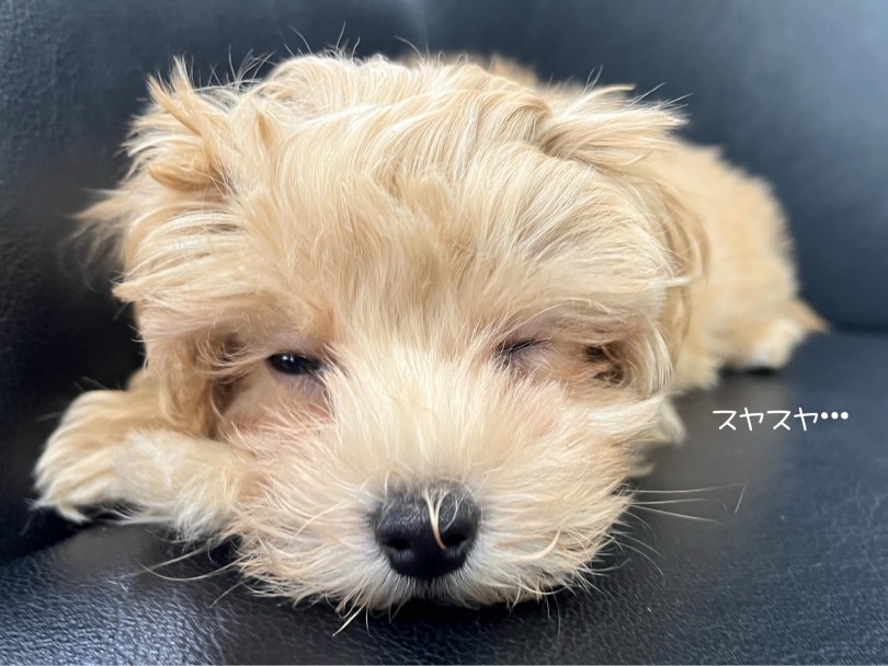 可愛いマルプーくんとお待ちしております♡ | MIX犬 マルプー （119330） - 梅島店