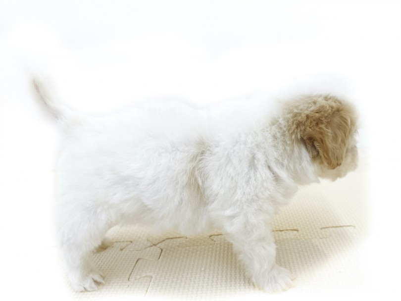 右肩付近にうっすらとクリーム色が入っているのが、この子のチャームポイントです♪ | MIX犬 キャバション （814748） - 大和 相模大塚店