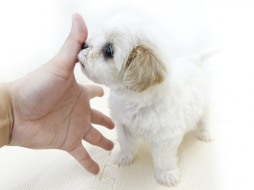 どうぞ、お早めのご来店を。。。 | MIX犬 キャバション （814748） - 大和 相模大塚店