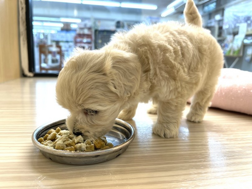 ご飯を座って待っている姿が可愛いのです | MIX犬 マルプー （814745） - 大和 相模大塚店