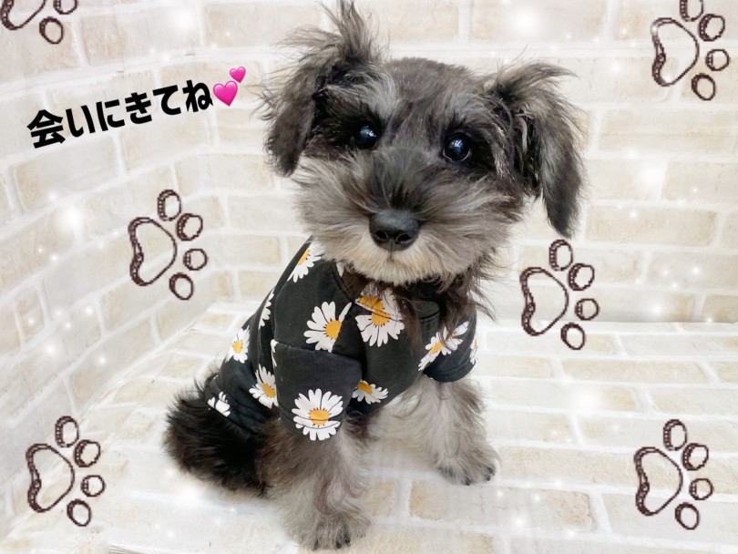 シュナちゃんに是非会いに来てくださいね♡ | ミニチュア・シュナウザー (116685) - 下丸子店