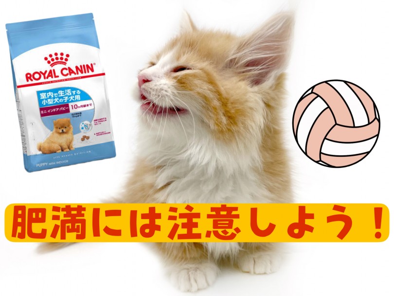 肥満に要注意 | マンチカン （150297） - 東川口店