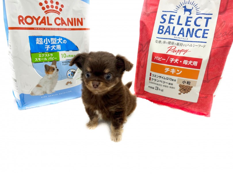 チワワちゃんは味覚が鋭く、家族と同じものを食べたがる傾向も強いです | チワワ (118663) - 城山店