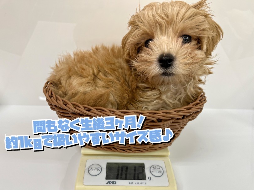 間もなく生後3ヶ月 | MIX犬 マルプー （119330） - 梅島店