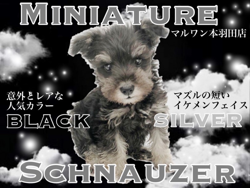 【 ミニチュアシュナウザー 】短めのマズルの超童顔を持った王子様登場！