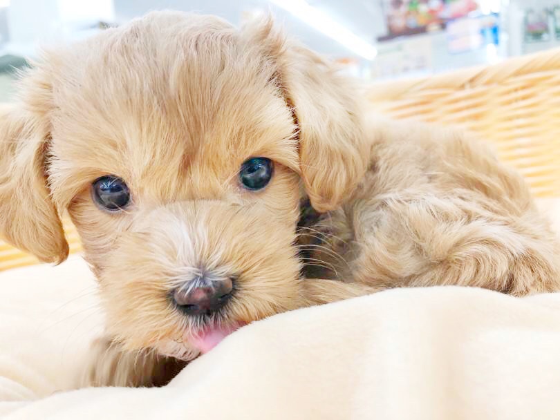 大人気レッドカラーのキレイな毛色とチャームポイントのホワイトに注目 | MIX犬 マルプー （512810） - 本羽田店