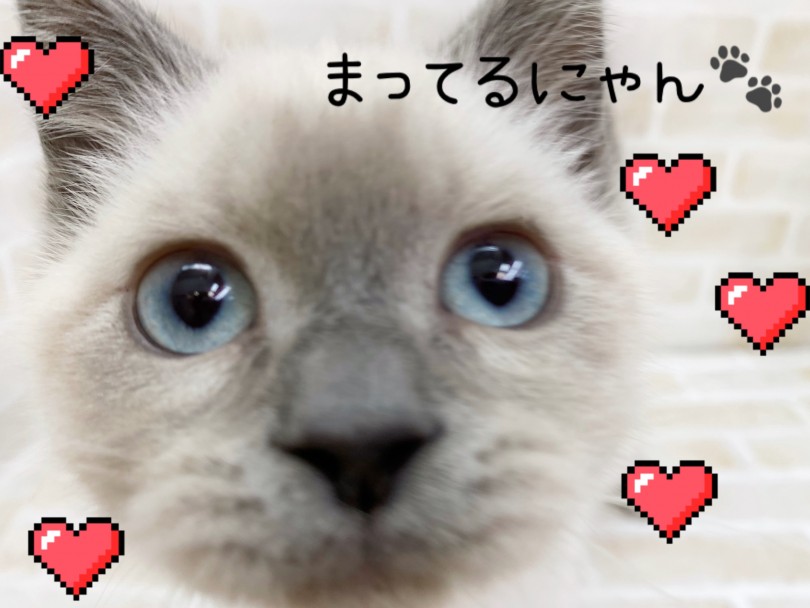 活発で愛嬌いっぱいなブリくんに是非会いに来て下さいね♡ | ブリティッシュショートヘア （116694） - 下丸子店