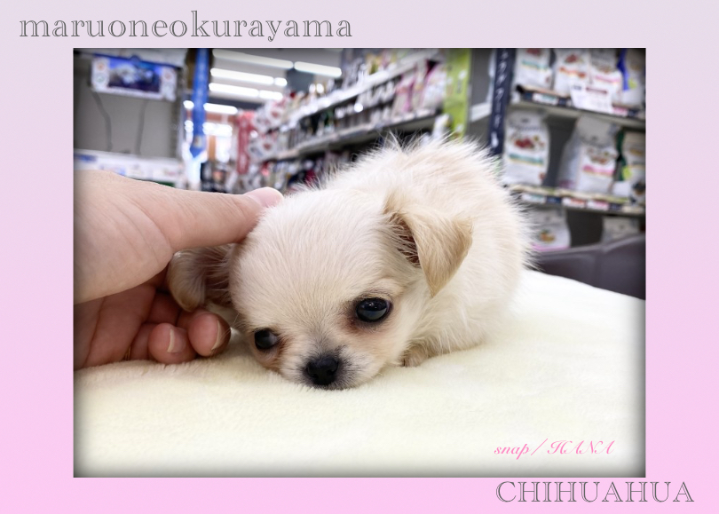 生活スタイルはシンプルに | チワワ （6131173） - 横浜 大倉山店