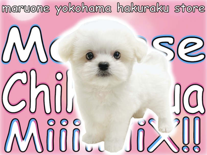 【 MIX 】両親はチワワとマルチーズ！丸いマシュマロフォルムの超癒し系！