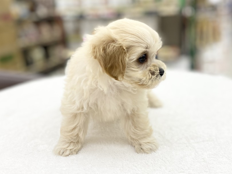 マルチーズとトイプードルは毛の抜けにくいシングルコート | MIX犬 マルプー （6131177） - 横浜 大倉山店