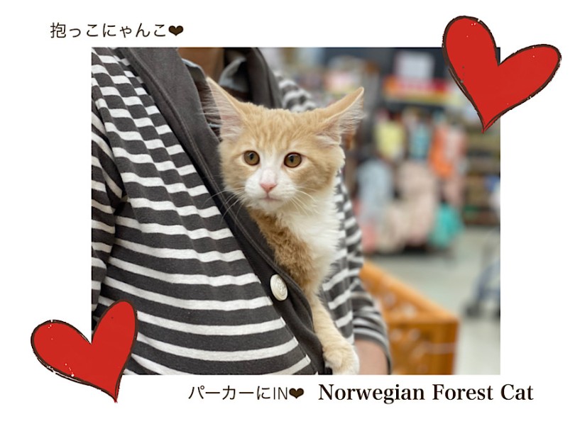 スタッフのパーカーの中が大好き | ノルウェージャンフォレストキャット （312094） - 横浜 港北ニュータウン店