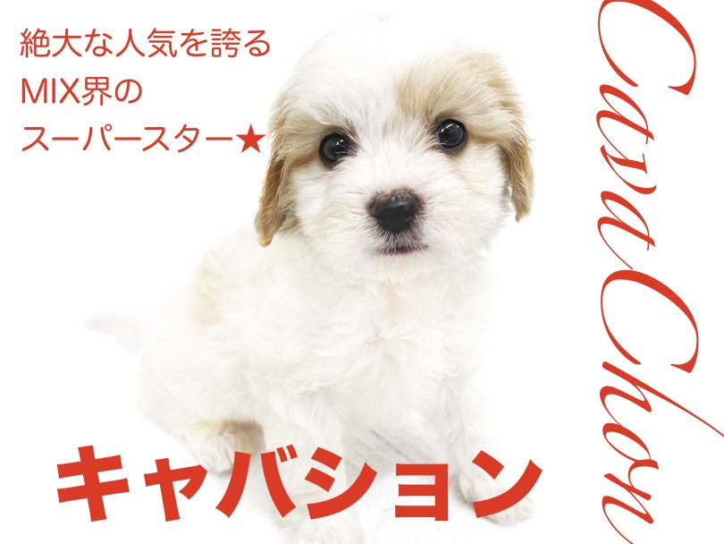【キャバション】巷で話題沸騰中！MIX犬のスーパースター！