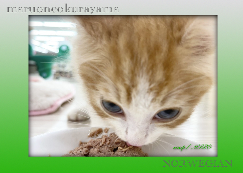 ご飯もしっかりと完食して元気いっぱい過ごしています♪ | ノルウェージャンフォレストキャット （6131172） - 横浜 大倉山店