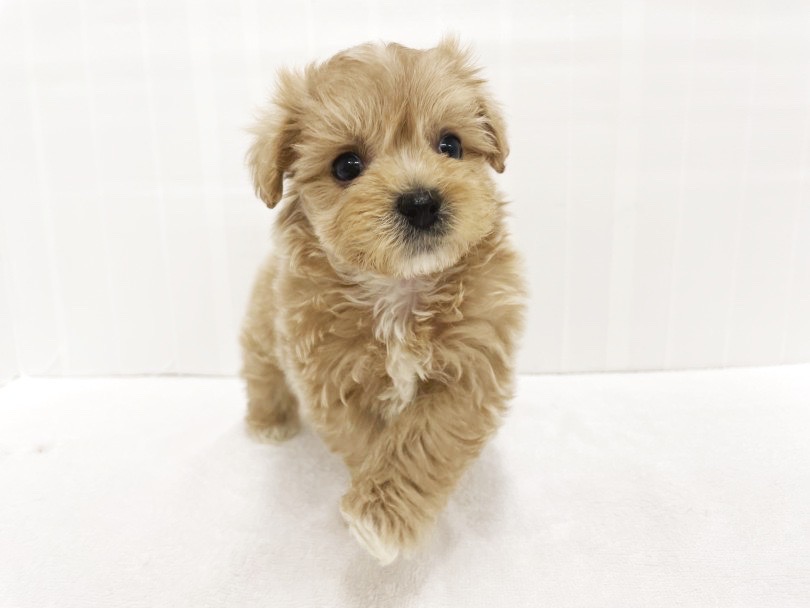 摩訶不思議なカラーリングの持ち主 | MIX犬 マルプー （713886） - 横浜 鶴見店