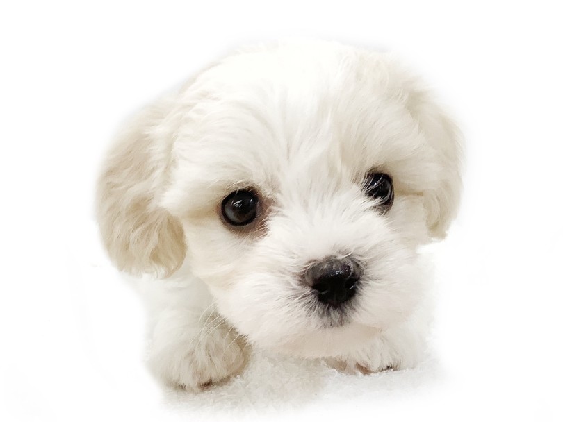 激レアクォーターのキャバションMIXちゃんを1度抱っこしてみてください！ | MIX犬 キャバション （413111） - さいたま 武蔵浦和店