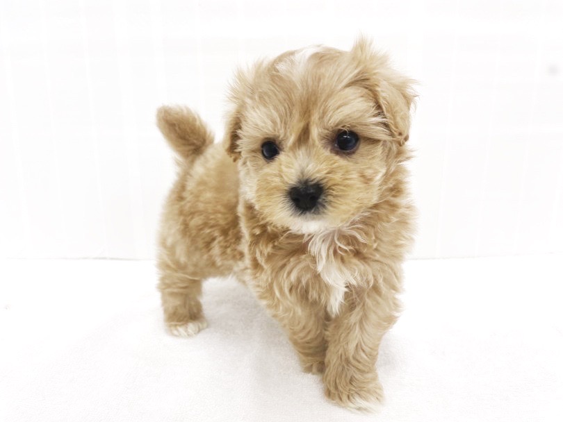 MIX犬の中でも断トツ大人気『マルプー』ちゃんの女の子 | MIX犬 マルプー （713886） - 横浜 鶴見店